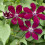 Clematis Westerplatte 1L 1
