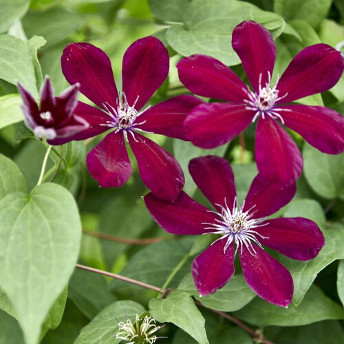 Clematis Westerplatte 1L