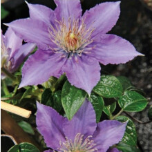 Clematis Kinder von Warschau 1L