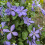 Clematis Mrs Cholmondeley 1L 1