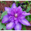 Großblumige Clematis Daniel Deronda 1L 1