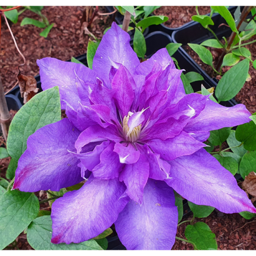 Großblumige Clematis Daniel Deronda 1L