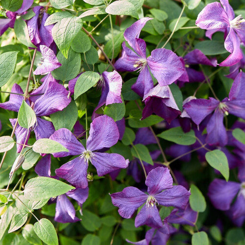 Clematis Polish Spirit 2L