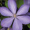 Clematis Mrs Cholmondeley 1L 2