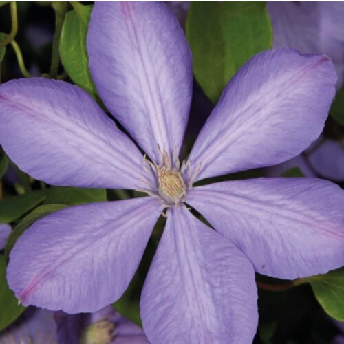 Clematis Mrs Cholmondeley 1L 1