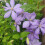 Clematis Mrs Cholmondeley 1L 3