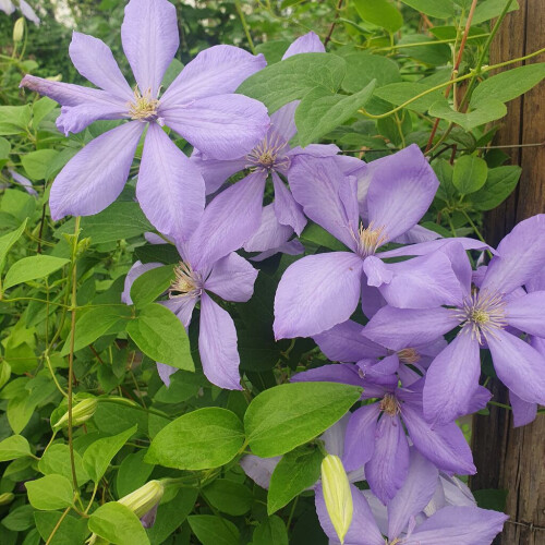 Clematis Mrs Cholmondeley 1L 2