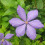 Clematis Mrs Cholmondeley 1L 4