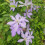 Clematis Mrs Cholmondeley 1L 5