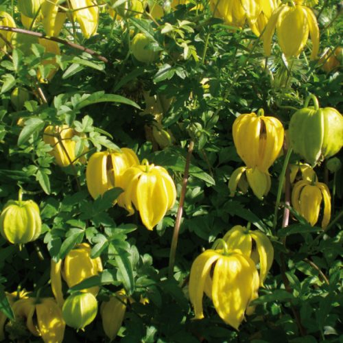 Clematis Bill McKenzie  2L