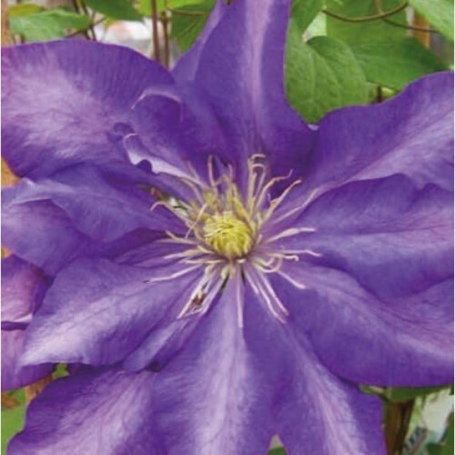 Großblumige Clematis Daniel Deronda 1L 2