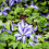 Großblumige Clematis Daniel Deronda 1L 4