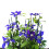 Großblumige Clematis Daniel Deronda 1L 5