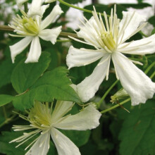Powojnik Paul Farges botaniczny 2L