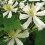Clematis Paul Farges 2L 1