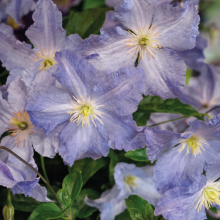 Clematis Blauer Engel 2L