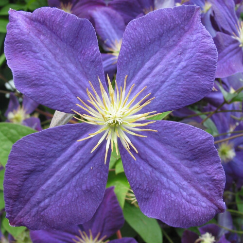 Clematis Jackmani 2L