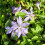 Clematis Baltyk 1L 3