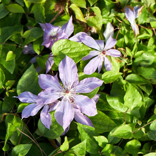 Clematis Baltyk 1L 2