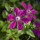 Clematis Westerplatte 1L 3