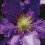 Clematis Baltyk 1L 4