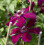 Clematis Westerplatte 1L 4
