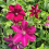 Clematis Westerplatte 1L 5