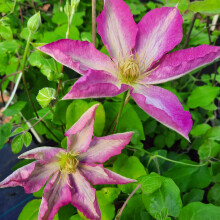 Clematis  Asao 1L