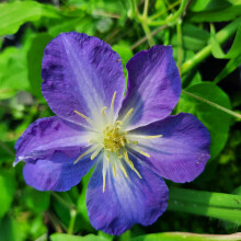 Clematis  Stefan Franczak 1L