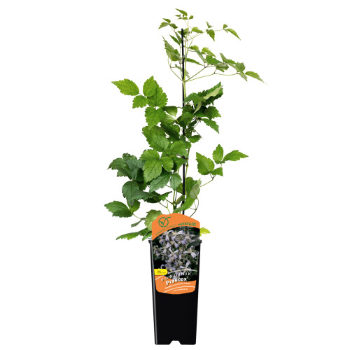Powojnik Praecox okrywowy 2L 1