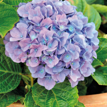 Hortensja Renate ogrodowa 2L