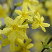 Winter Jasmin 1L