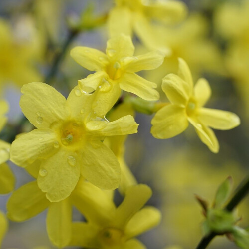 Winter Jasmin 1L