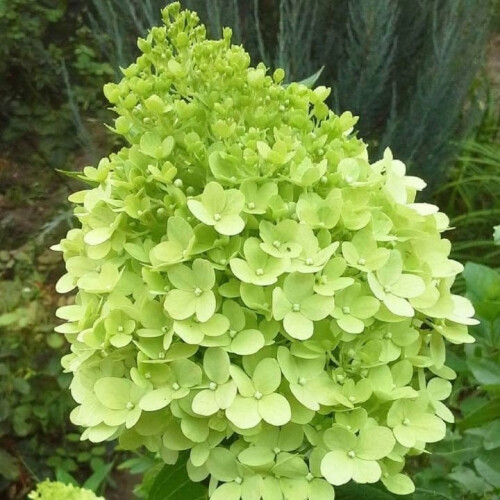 Hortensja Limelight bukietowa 2L
