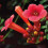 Tromba Vite Flamenco 1L 1