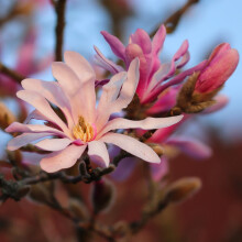 Magnolia Leonard Messel 2L