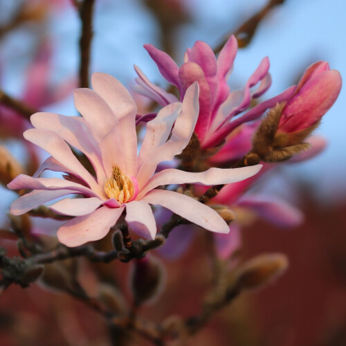 Magnolia Leonard Messel 2L