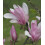 Magnolia George Henry Kern 2L 1