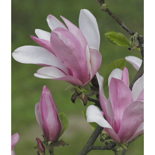 Magnolia George Henry Kern 2L