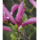 Magnolia Susan 2L 1