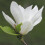 Magnolia Alba Superba 2L 1