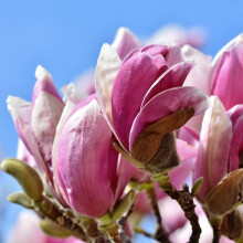 Magnolia Betty 2L
