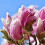 Magnolie Betty 2L 1