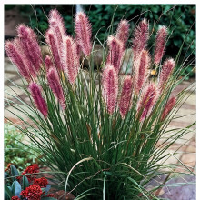 Pennisetum alopecutoides Red Head 1L