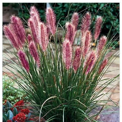 Pennisetum alopecutoides Red Head 1L