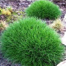Fétuque à balais 1L