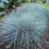 Blauschwingel Elijah Blue 1L 1