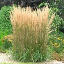 Calamagrostis acutiflora Karl Foester 1L