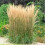 Calamagrostis acutiflora Karl Foerster 1L 1