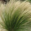 Ostnica Mocna Pony Tails 1L 1
